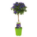 Afbeelding van KP19 Solanum  stam rantonetti Bleu